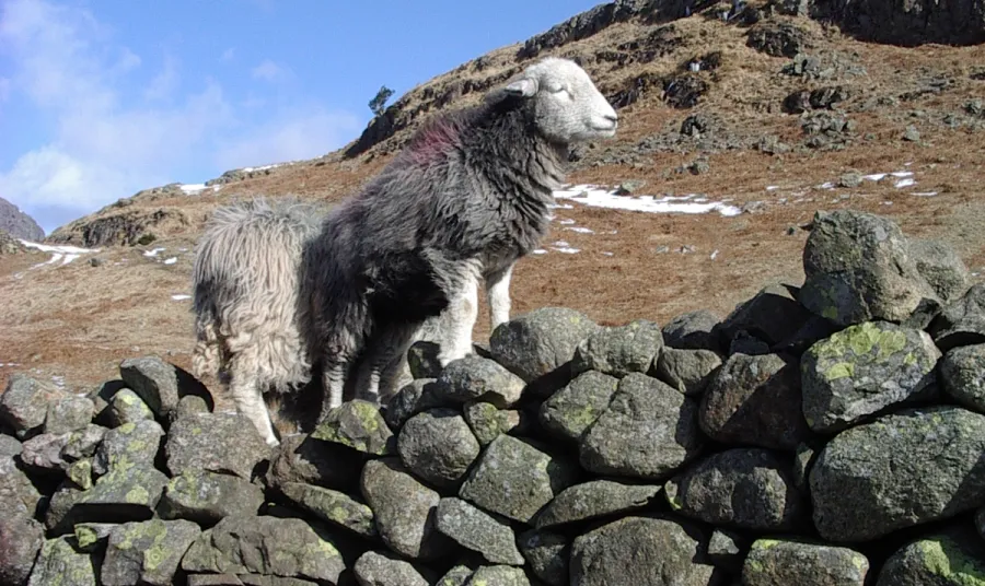 Herdwick sheep on a dry stone wall