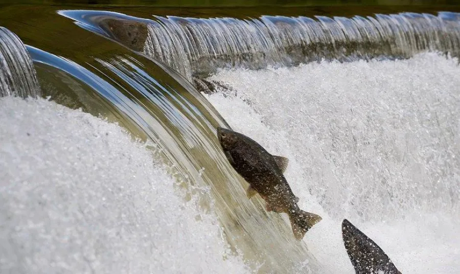 Salmon leaping up a weir
