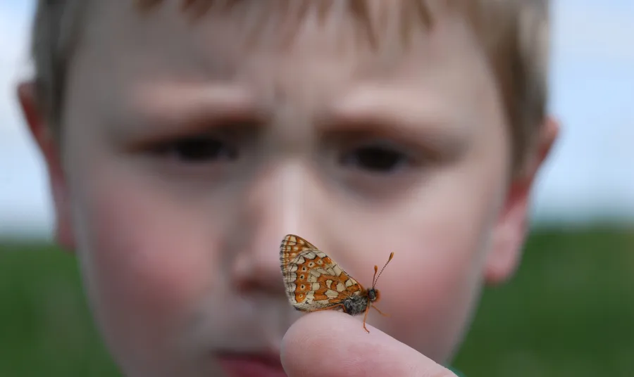 A boy looking at a butterfly