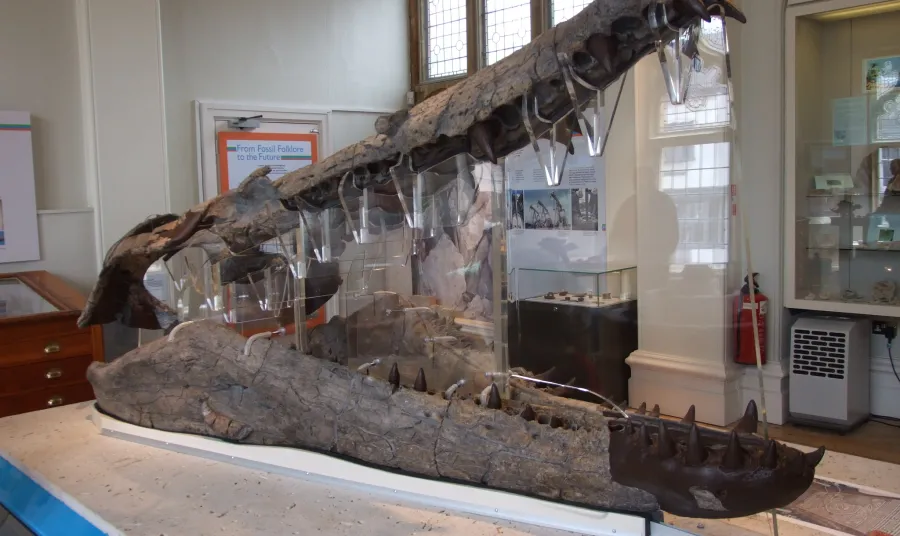 The Weymouth Bay pliosaur