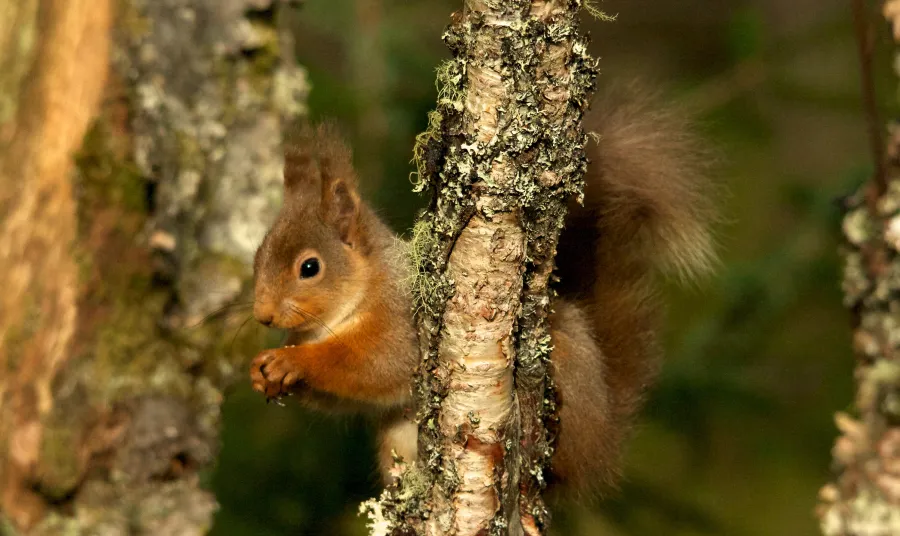 A red squirrel sits in a tree holding a nut