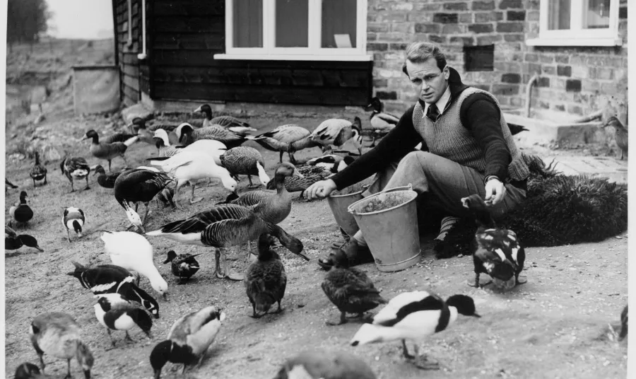 Founder of WWT, Sir Peter Scott, feeding a range of birds at Slimbridge