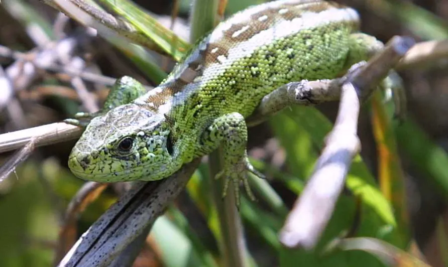Sand lizard (Merseyside male)
