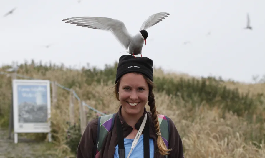 A Little tern sits on the head of a Coast Care volunteer