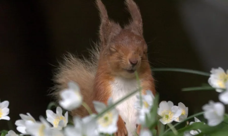 A red squirrel