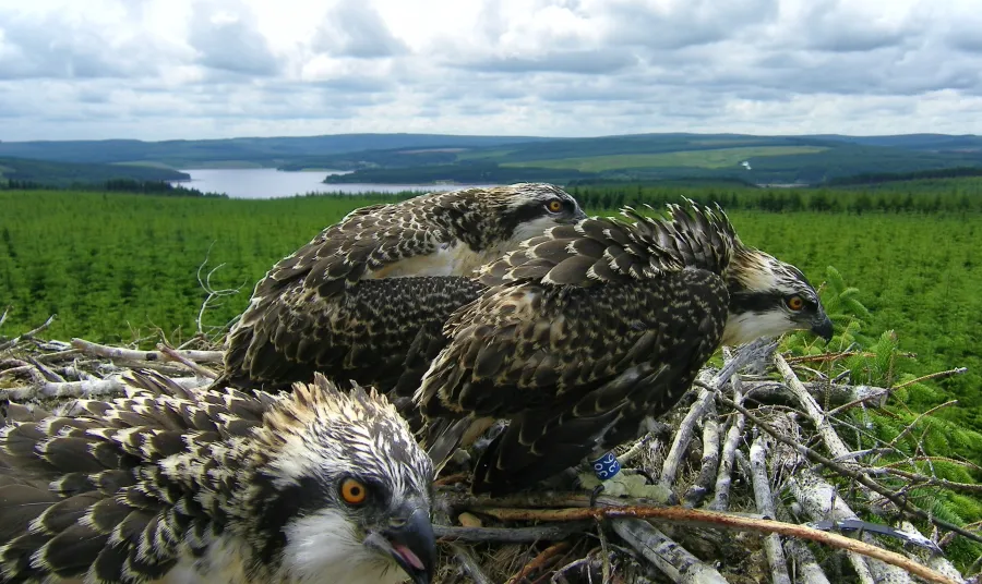 Ospreys at Kielder