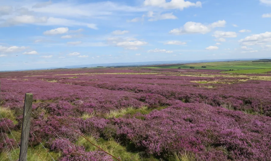 Purple heather moorlands