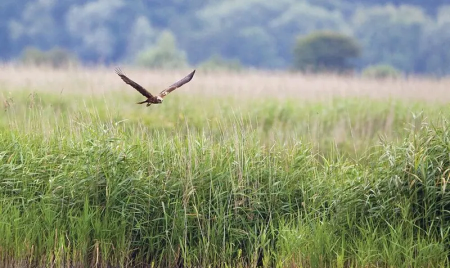 A bird flies over Suffolk Broads