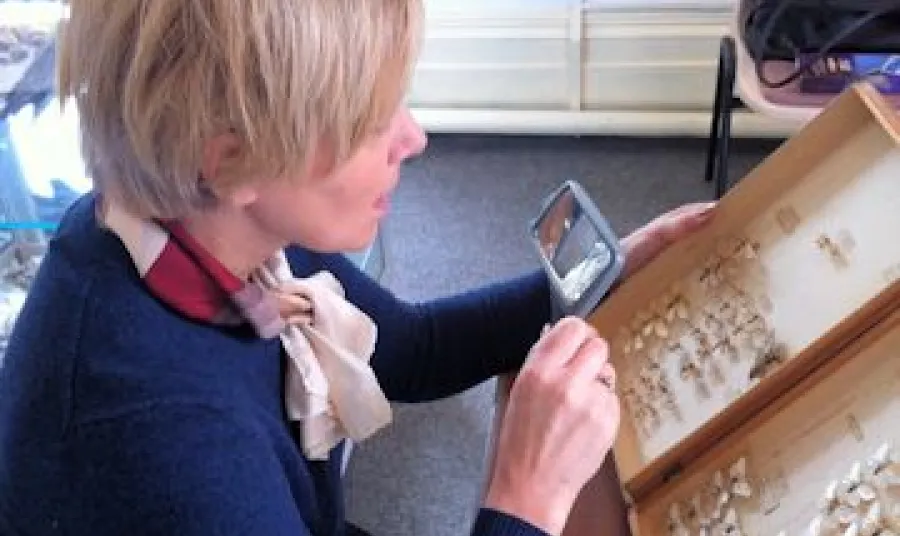 Project volunteer working on the collections at Swindon Museum and Art Gallery