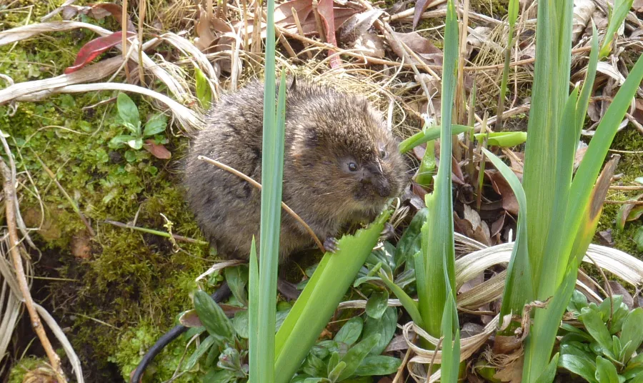 A water vole