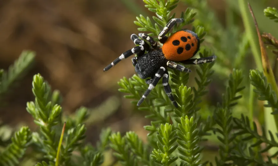 Ladybird spider