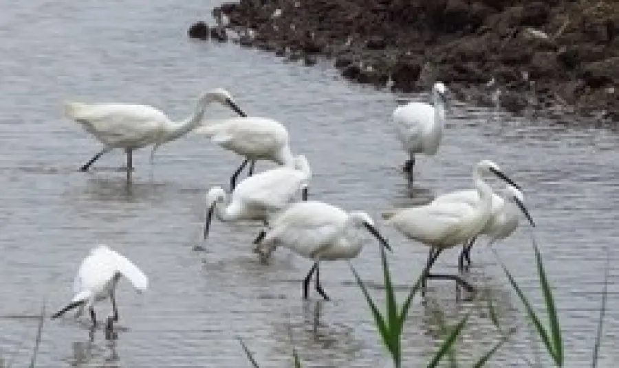 Little Egret wading at RSPB Blacktoft Sands
