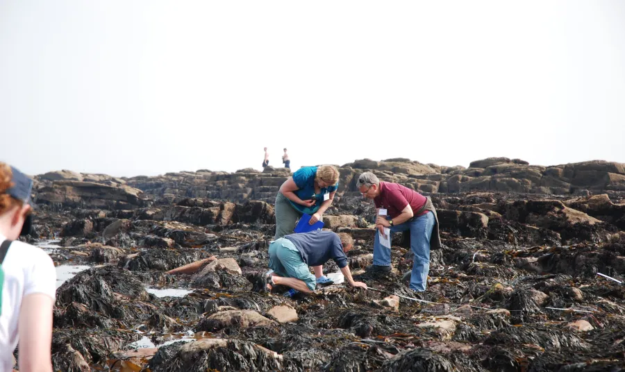 Looking for seaweed
