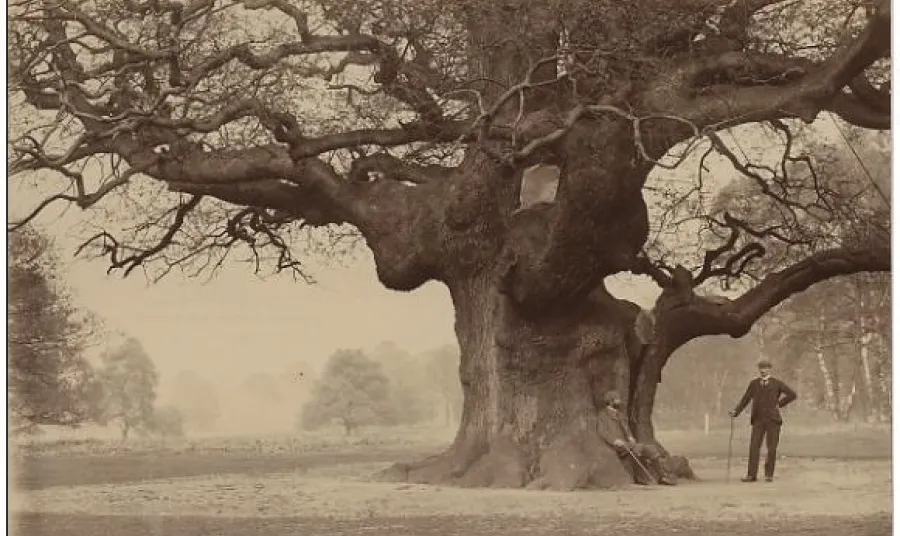 Historical picture of Sherwood’s “Major Oak” in the 1900’s