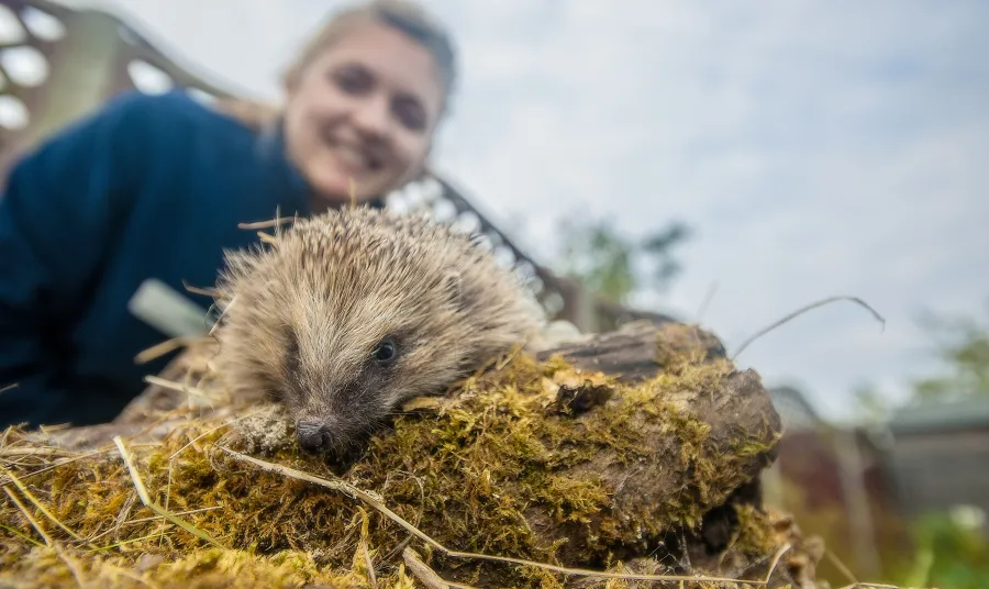 Hedgehog Officer Ali North with a hedgehog