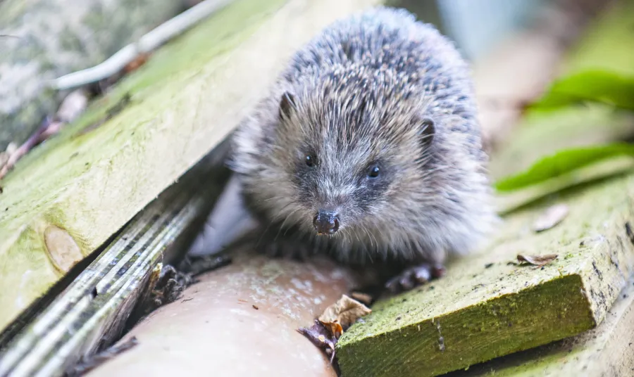 A hedgehog in a new habitat