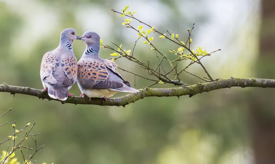 Two turtle doves