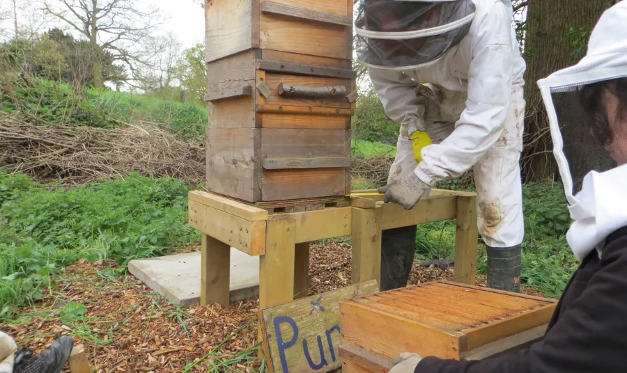 Beekeeping at Hawkwood