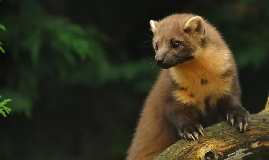 Pine Marten