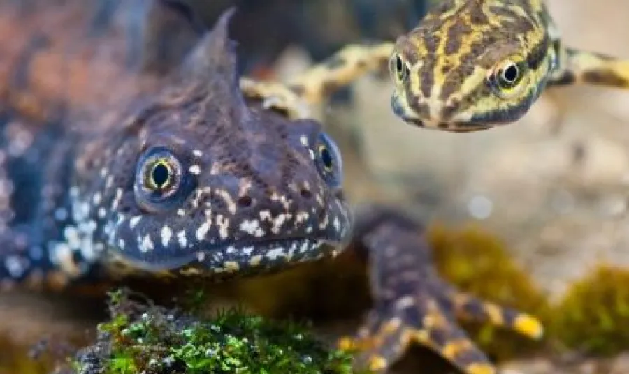 Male great crested newt with smooth newt
