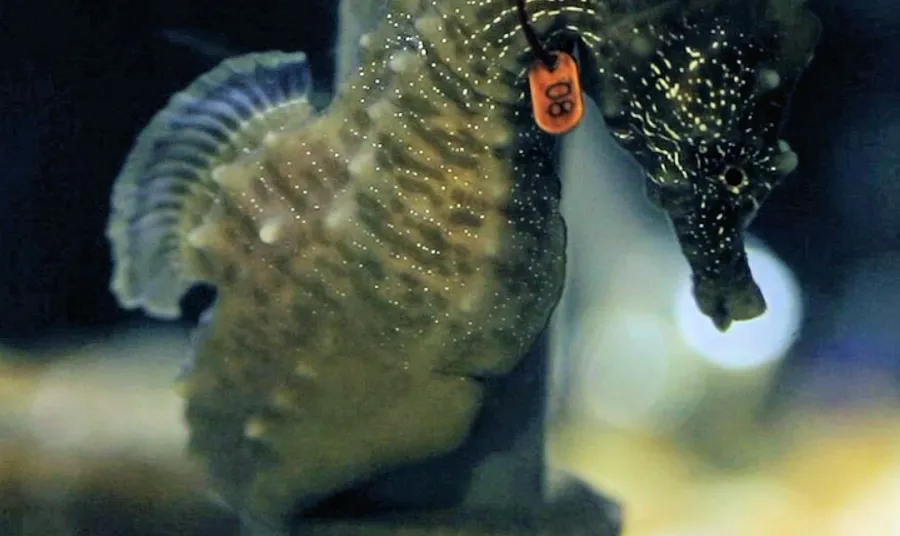 An example of a seahorse found on our shores - part of the Community Seagrass Initiative project