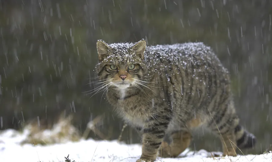 A wildcat prowling in the snow
