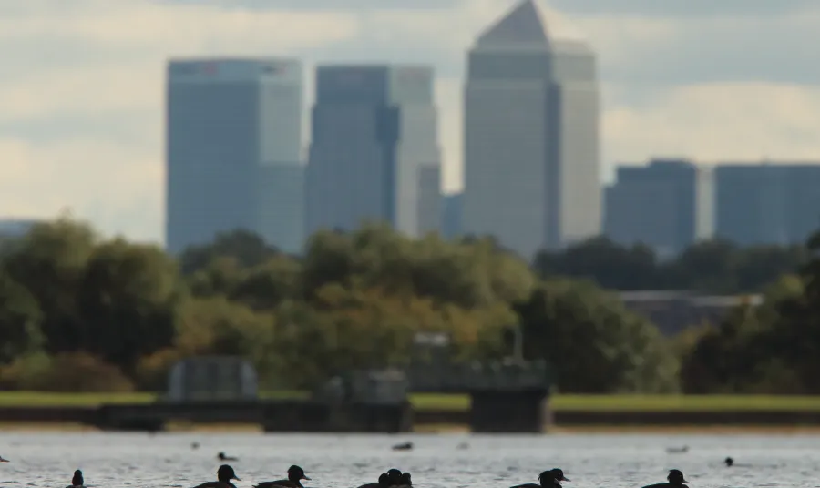 Ducks taking a dip backdropped by Canary Wharf