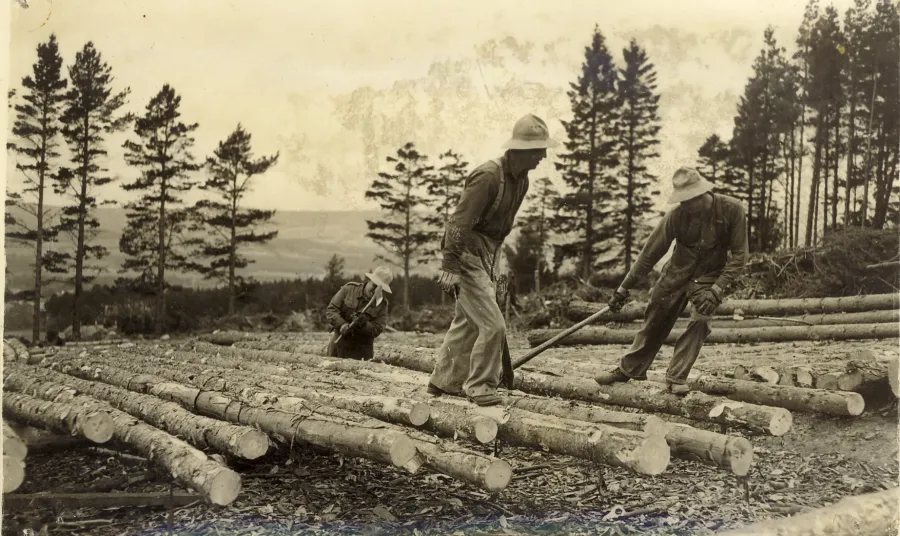 The Canadian forestry Corps in Highlands