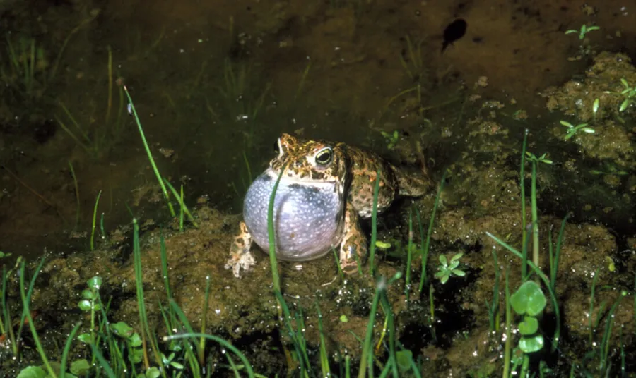 A frog at the Welney Wildfowl & Wetlands Reserve