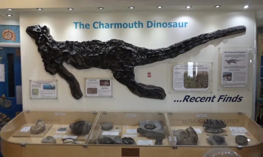 One of the fossils on display in the centre