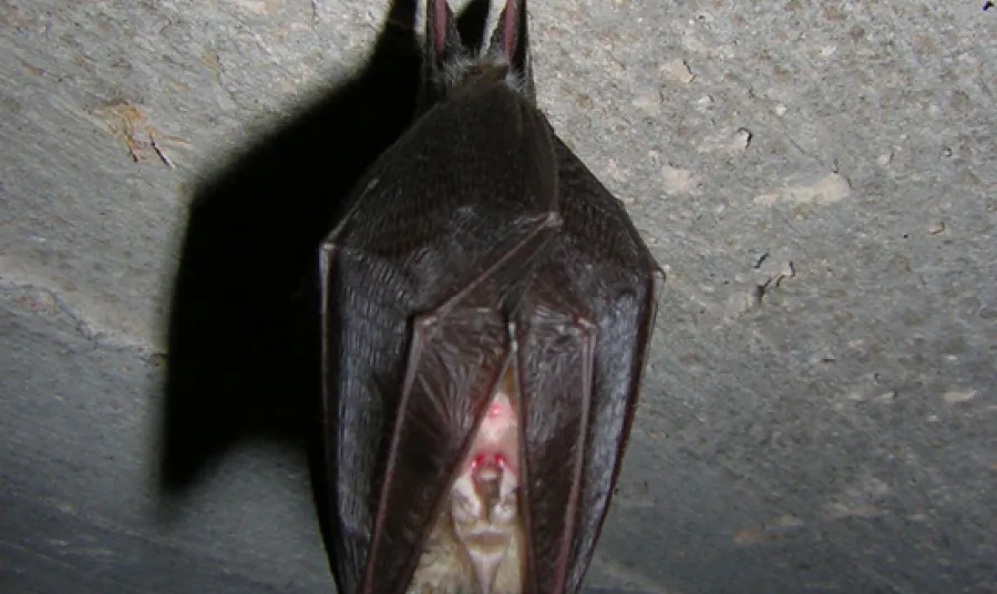Bat