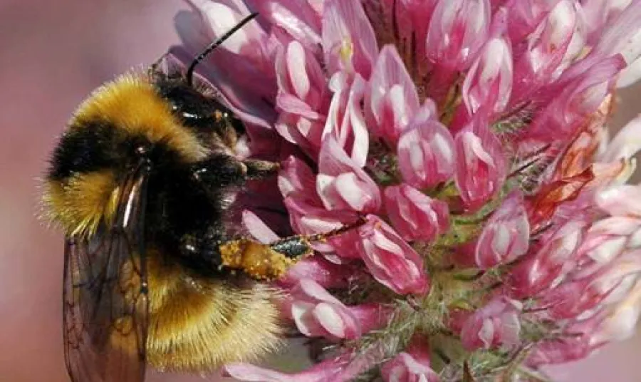 From their base in Scotland, the Bumblebee Conservation Trust has raised awareness of the bumblebee’s plight across the UK.