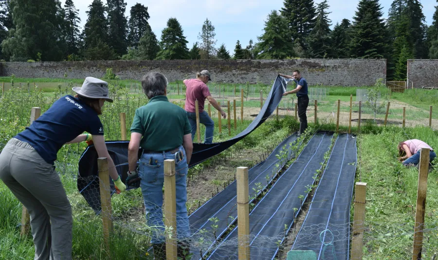 Volunteers in the fruit tree nursery at the Scone Palace walled garden