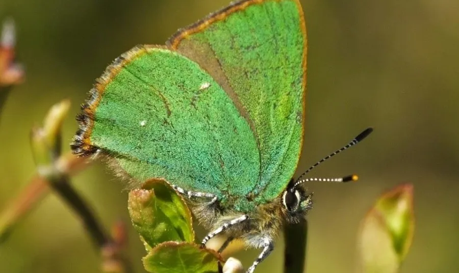 Green Hairstreak Butterfly