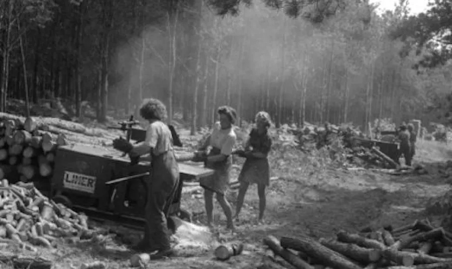 Lumber Jills at work in a forest during the Second World War