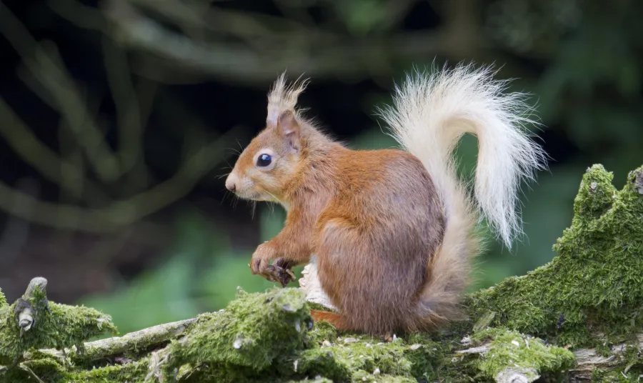 A red squirrel sits on a branch
