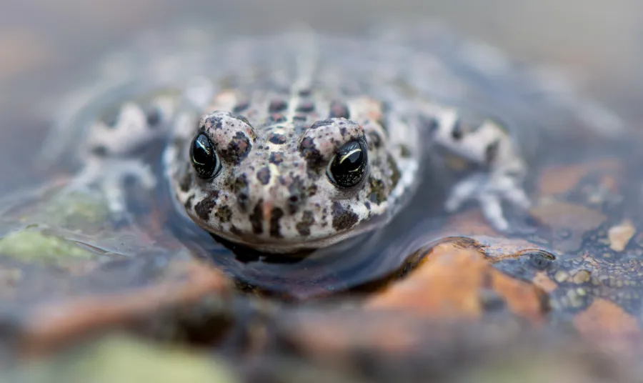 Natterjack toad submerged in the water
