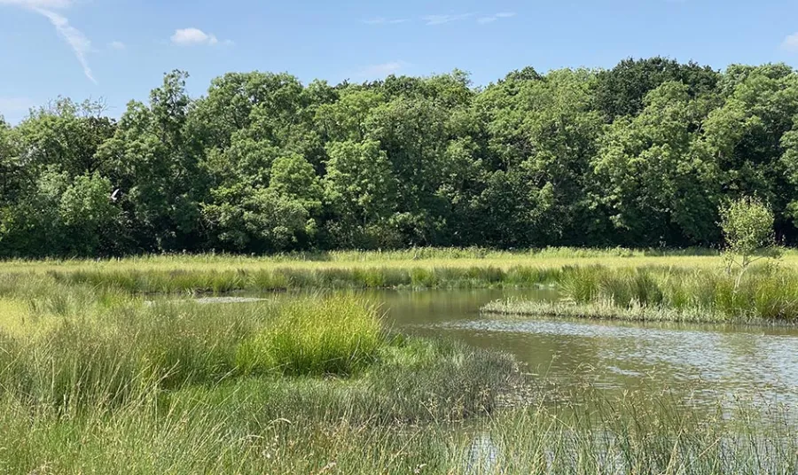 A photograph of a landscape in summer, with deciduous trees in the background and a marshy river habitat in the foreground