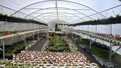 A polytunnel filled with pots growing flowers