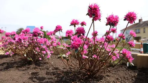 Pink azalea flower bushes in a planter
