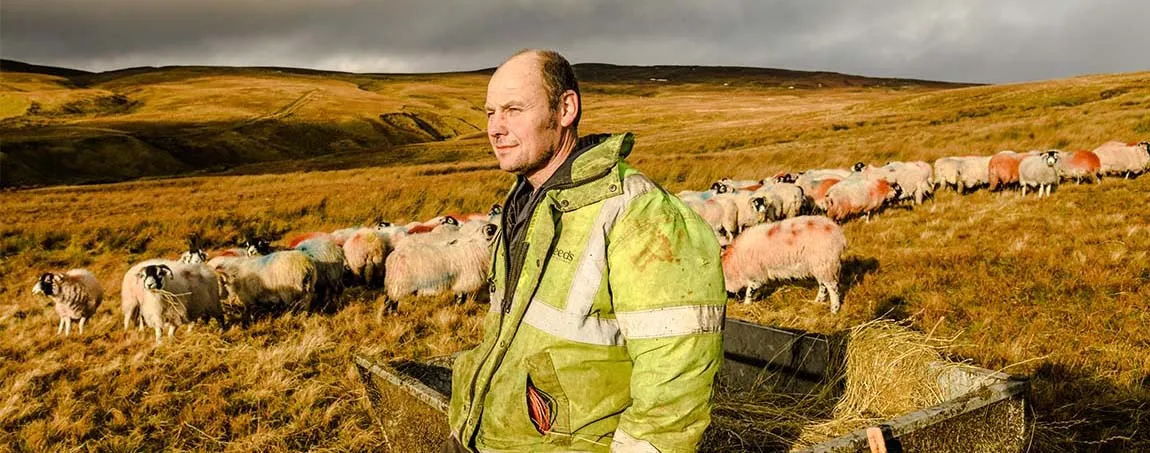 A person in a high vis jacket stands on a hillside surrounded by sheep