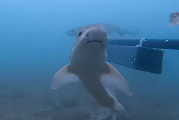 an underwater photo of a dogfish