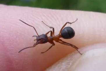 Ant on hand