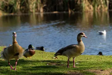 Geese and ducks on the banks of the pond in the park