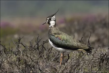 Close up of a bird