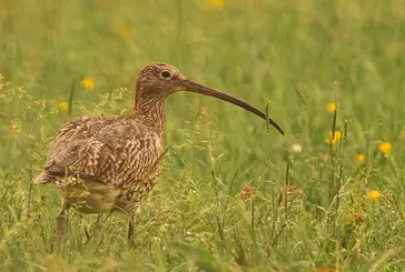 An adult curlew bird in a hayfield