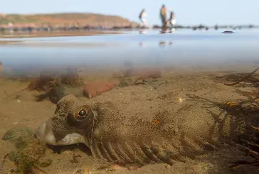 A plaice on a beach. The photo is taken partly underwater, and distant people can be seen standing on the beach