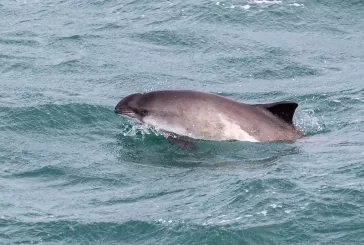 Porpoise in the sea