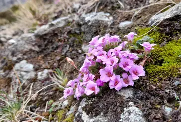 a plant with purple flowers growing on a rock