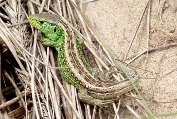 A lizard on a sand dune